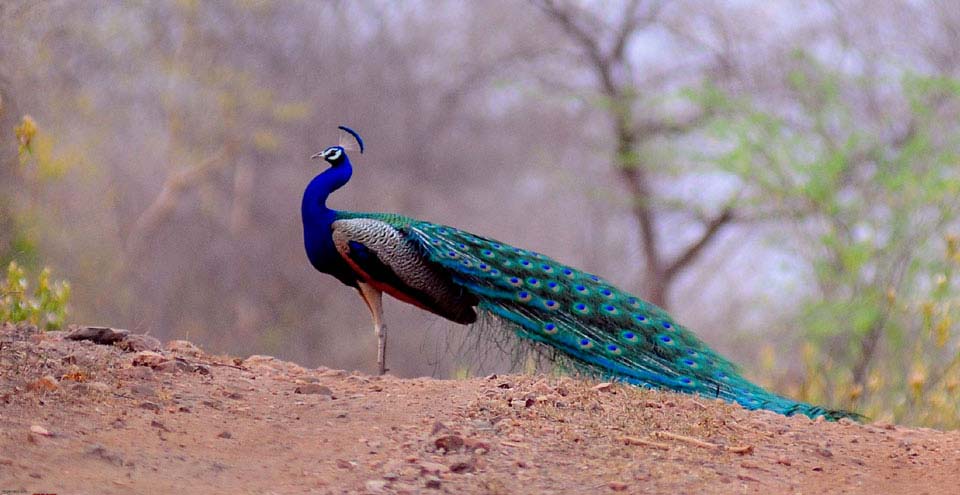 SARISKA WILDLIFE SANCTUARY