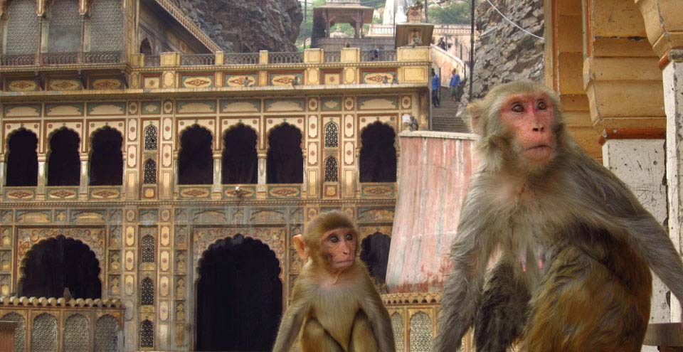 MONKEY TEMPLE